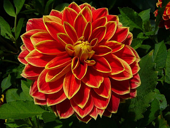 á¦¸.â¢ In Full Bloom â¢.¸á¦, Bloom, Flower, Colours, Petals HD wallpaper